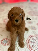 Boy 1, a male Goldendoodle for sale in New Braunfels, TX – Photo 1 of 3