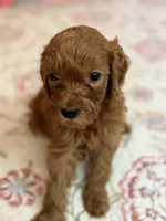 Boy 1, a male Goldendoodle for sale in New Braunfels, TX – Photo 3 of 3