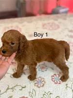 Boy 1, a male Goldendoodle for sale in New Braunfels, TX – Photo 2 of 3