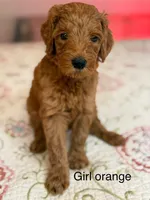 Orange girl, a female Goldendoodle for sale in New Braunfels, TX – Photo 2 of 3
