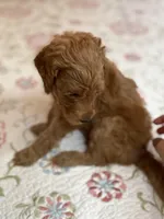 Orange girl, a female Goldendoodle for sale in New Braunfels, TX – Photo 3 of 3
