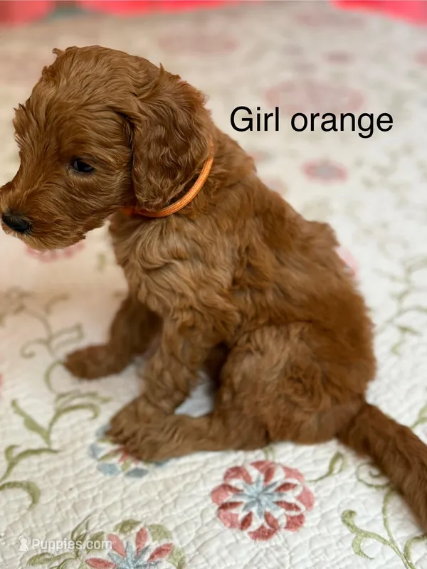 Orange girl – Goldendoodle puppy for sale in New Braunfels, TX