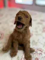 Boy 2, a male Goldendoodle for sale in New Braunfels, TX – Photo 3 of 3
