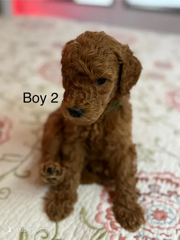 Boy 2 – Goldendoodle puppy for sale in New Braunfels, TX