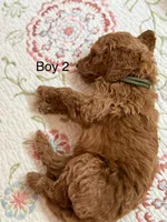 Boy 2, a male Goldendoodle for sale in New Braunfels, TX – Photo 2 of 3