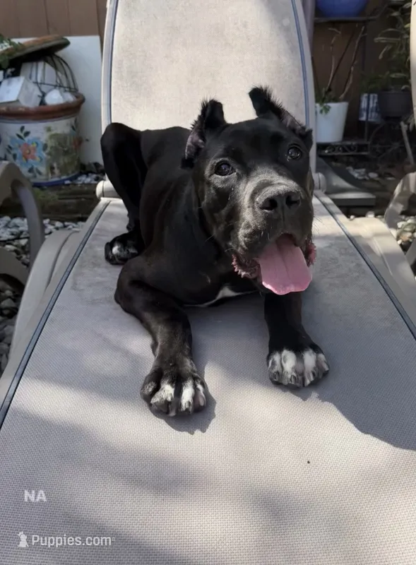 Athena – Cane Corso puppy for sale in Miami, FL