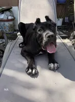 Athena, a female Cane Corso for sale in Miami, FL – 1 of 1