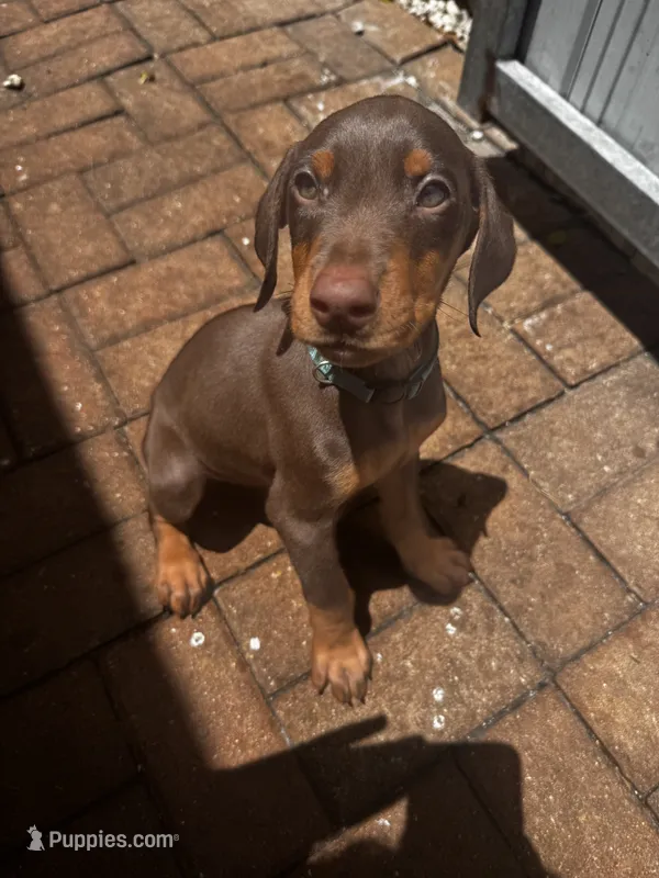 Blue collar puppy – Doberman Pinscher puppy for sale in Miami, FL