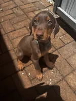 Blue collar puppy, a male Doberman Pinscher for sale in Miami, FL – 1 of 1