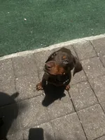 Grey collar puppy, a male Doberman Pinscher for sale in Miami, FL – 1 of 1