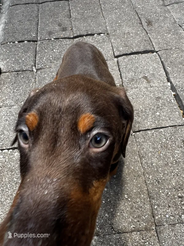 Orange collar puppy – Doberman Pinscher puppy for sale in Miami, FL