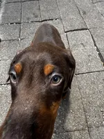 Orange collar puppy, a male Doberman Pinscher for sale in Miami, FL – 1 of 1