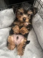 Yoshi, a male Yorkshire Terrier for sale in Moreno Valley, CA – 1 of 1