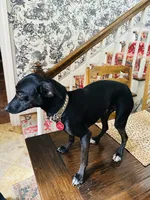 Dobby, a male Italian Greyhound for sale in Tyler, TX – 3 of 3