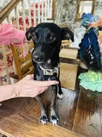 Dobby, a male Italian Greyhound for sale in Tyler, TX – 2 of 3