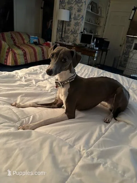 Rizzo – Italian Greyhound puppy for sale in Tyler, TX