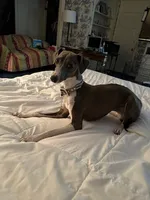 Rizzo, a male Italian Greyhound for sale in Tyler, TX – Photo 1 of 2