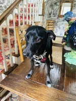 Dobby, a male Italian Greyhound for sale in Tyler, TX – 1 of 3