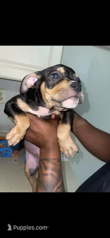 N/A – American Bully puppy for sale in Albany, GA