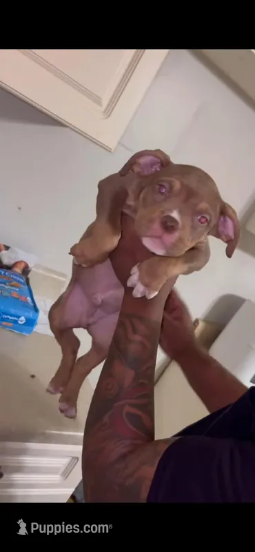 Peanut  – American Bully puppy for sale in Albany, GA