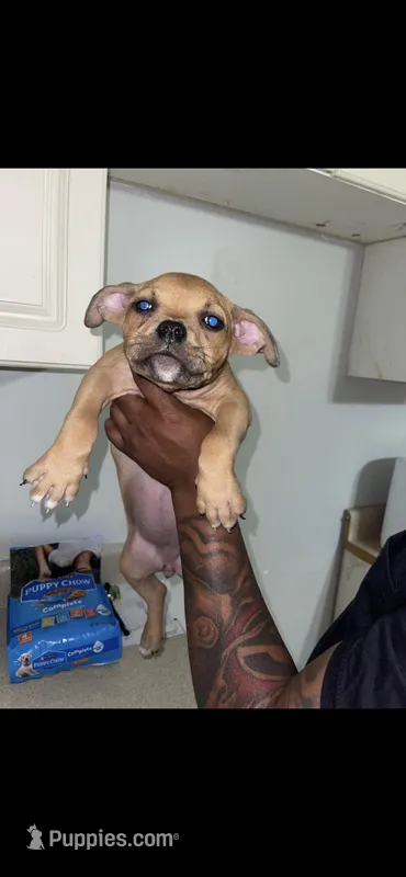 Lola – American Bully puppy for sale in Albany, GA