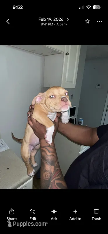 N/A – American Bully puppy for sale in Albany, GA