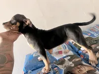 Diva, a female American Bully for sale in Albany, GA – Photo 2 of 2