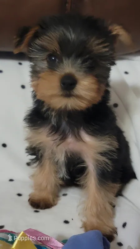 Bella Roher  – Yorkshire Terrier puppy for sale in Callands, VA