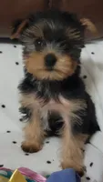 Bella Roher , a female Yorkshire Terrier for sale in Callands, VA – 1 of 9
