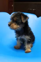Zane, a male Yorkshire Terrier for sale in Callands, VA – 4 of 10