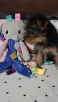 Bella Roher , a female Yorkshire Terrier for sale in Callands, VA – 3 of 9