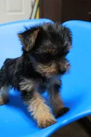 Zane, a male Yorkshire Terrier for sale in Callands, VA – 10 of 10