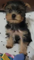 Bella Roher , a female Yorkshire Terrier for sale in Callands, VA – 4 of 9