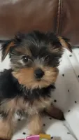 Bella Roher , a female Yorkshire Terrier for sale in Callands, VA – 2 of 9