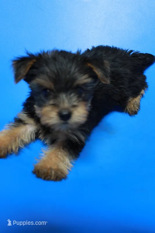 Zane – Yorkshire Terrier puppy for sale in Callands, VA