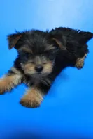 Zane, a male Yorkshire Terrier for sale in Callands, VA – 1 of 10