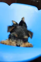 Zane, a male Yorkshire Terrier for sale in Callands, VA – 2 of 10
