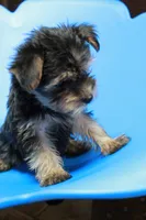 Zane, a male Yorkshire Terrier for sale in Callands, VA – 8 of 10