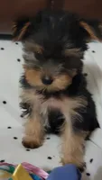 Bella Roher , a female Yorkshire Terrier for sale in Callands, VA – 6 of 9