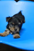 Zane, a male Yorkshire Terrier for sale in Callands, VA – 3 of 10
