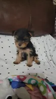 Bella Roher , a female Yorkshire Terrier for sale in Callands, VA – 8 of 9