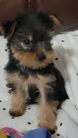 Bella Roher , a female Yorkshire Terrier for sale in Callands, VA – 5 of 9
