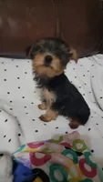 Bella Roher , a female Yorkshire Terrier for sale in Callands, VA – 9 of 9