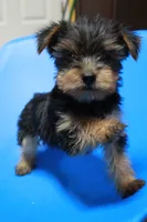 Zane, a male Yorkshire Terrier for sale in Callands, VA – 6 of 10