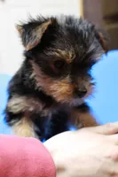 Zane, a male Yorkshire Terrier for sale in Callands, VA – 7 of 10