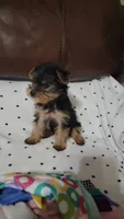 Bella Roher , a female Yorkshire Terrier for sale in Callands, VA – 7 of 9