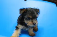 Zane, a male Yorkshire Terrier for sale in Callands, VA – 5 of 10