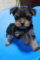 Zane, a male Yorkshire Terrier for sale in Callands, VA – 9 of 10