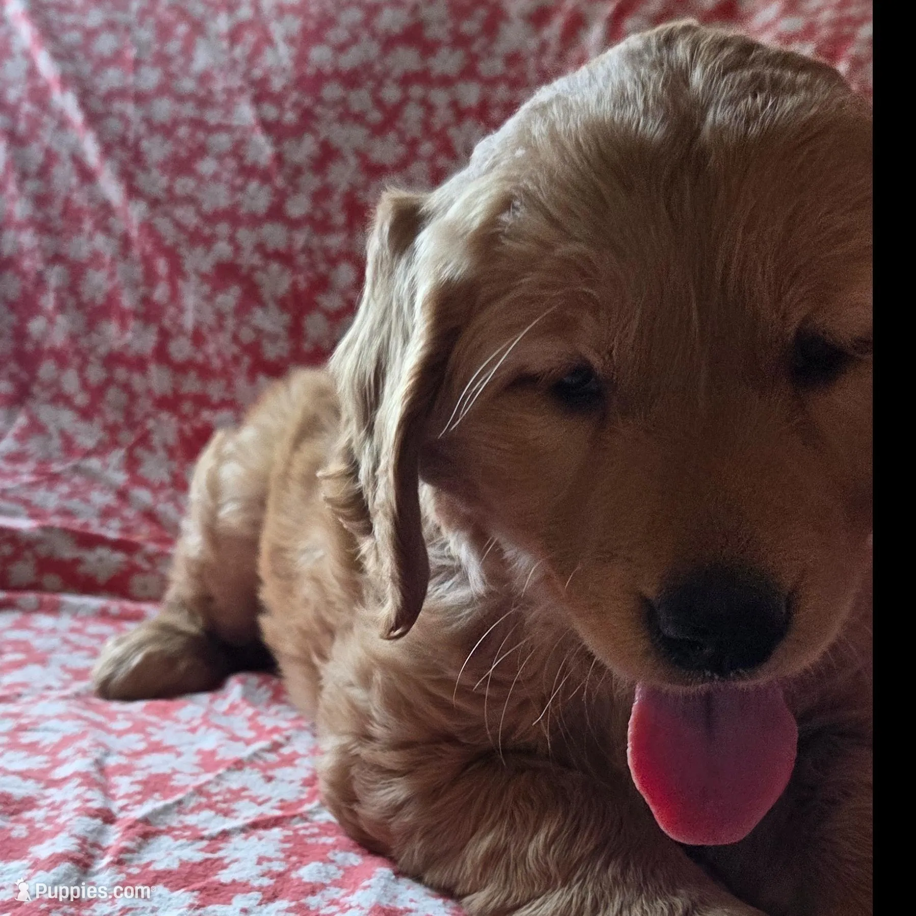 Spice, a female Golden Retriever for sale in Decatur, IN – Photo 4 of 5