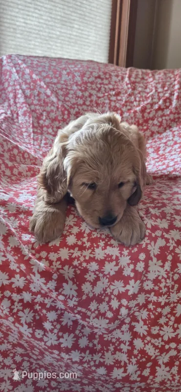 Spice, a female Golden Retriever for sale in Decatur, IN – Photo 1 of 5